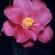 Frances Butler